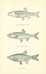 Постер The Horned Chub, The Fall Fish, The Roach 2