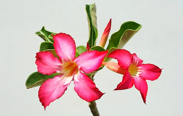Розовые тропические цветки