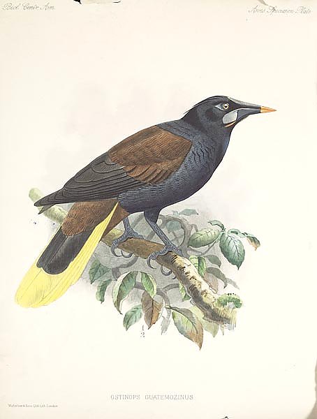 Птицы J. G. Keulemans №1