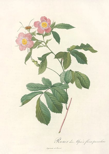 Rosa Alpina Flore Variegato