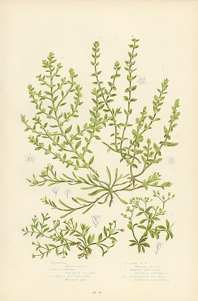 Постер Chickweed, Sand Trapwort, Glabrous Rupture Wort, Hairy r.w., Whored Knot-grass, Four-leaved All-seed