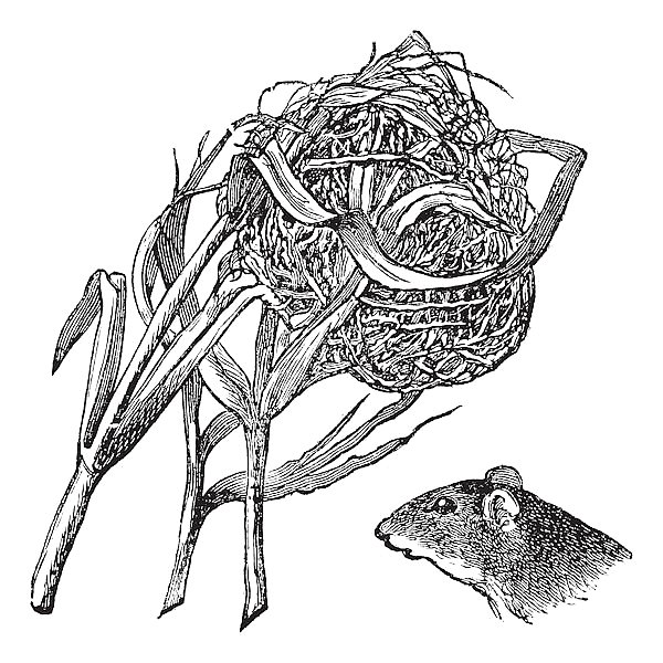 Nest and the head of harvest mouse vintage engraving