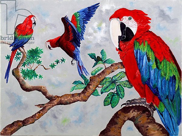 Macaws, 2006