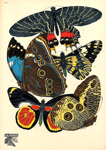 Papillons by E. A. Seguy №12