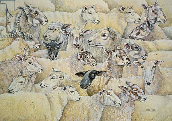 Sheep-Blanket