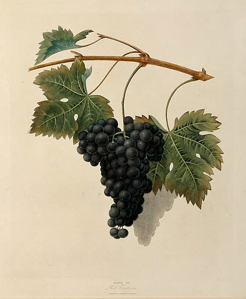 Grapes - Red Frontiniac