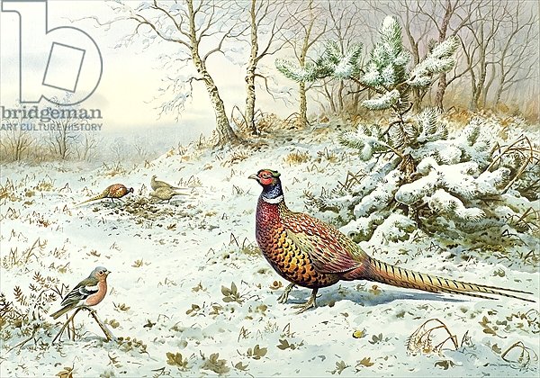 Cock Pheasant and Chaffinch