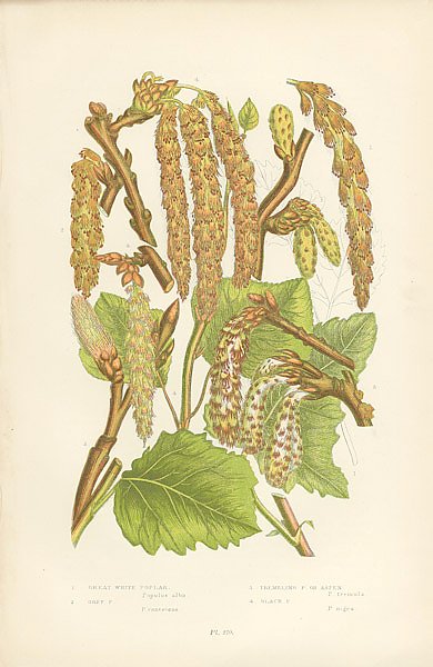 Постер Great White Poplar, Grey p., Trembling p. or Aspen, Black p.