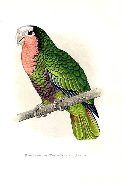 Red-throated White-fronted Amazon