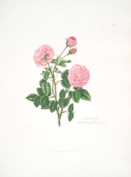 Rosa centifolia8