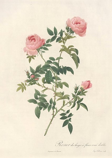 Постер Редюти Пьер Rosa Sepium Flore Submultiplici