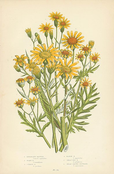 Постер Inelegant Ragwort, Hoary r., Common r., Marsh r., Great Fen r., Broad Leaved Groundsel