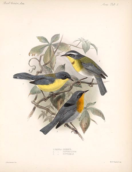 Птицы J. G. Keulemans №9