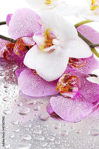 Орхидеи и капли