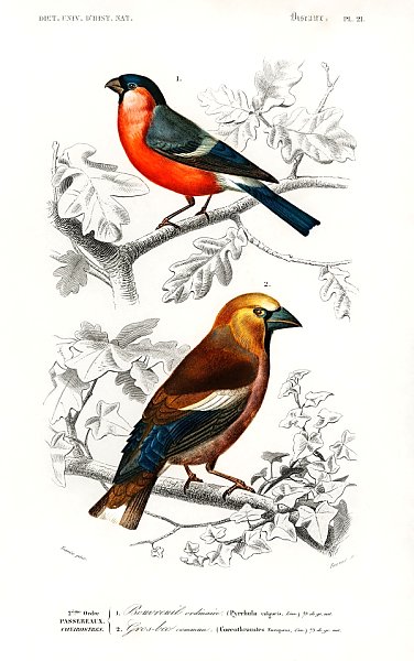 Разные виды птиц 6
