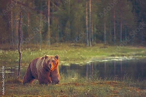 Бурый медведь у озера в лесу