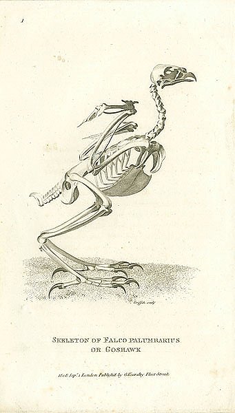 Skeleton of Falco Palumbarius or Goshawk 1