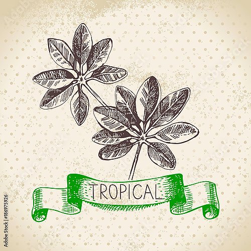 Иллюстрация с тропическими листьями