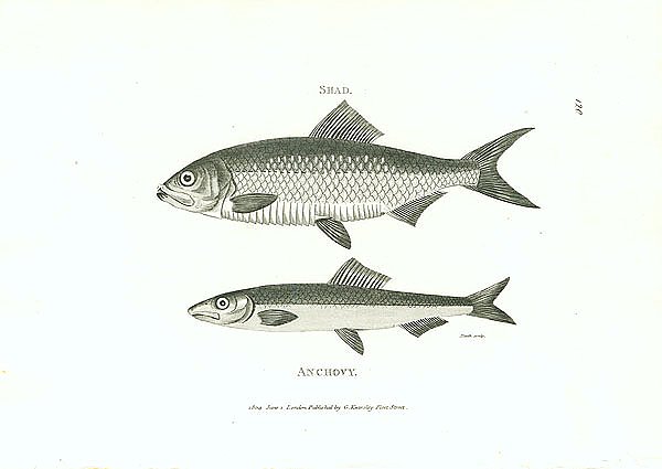 Shad, Anchovy 2