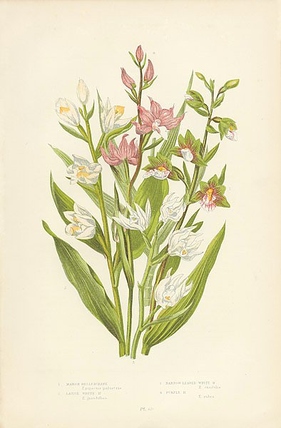 Marsh Helleborine, Large White h., Narrow-leaved White h., Purple h.