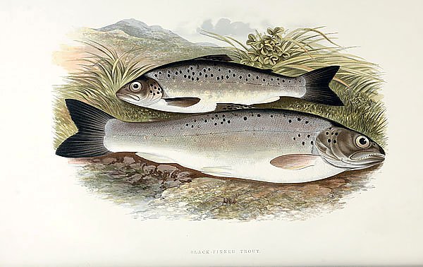 Black-finned trout