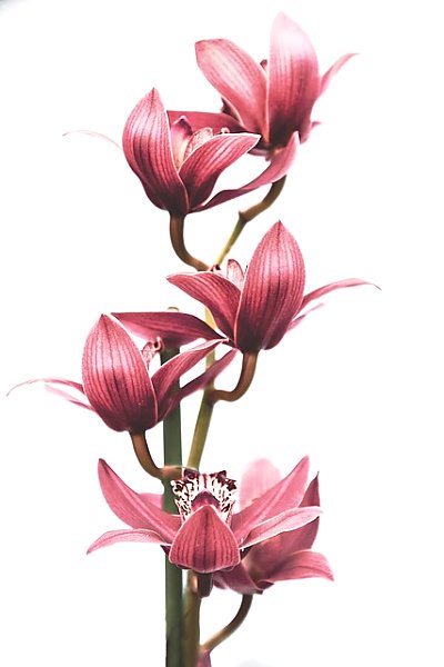Ветка розовой орхидеи