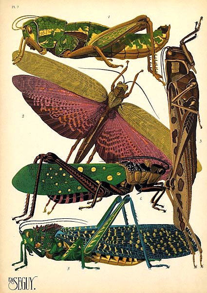 Insects by E. A. Seguy №18