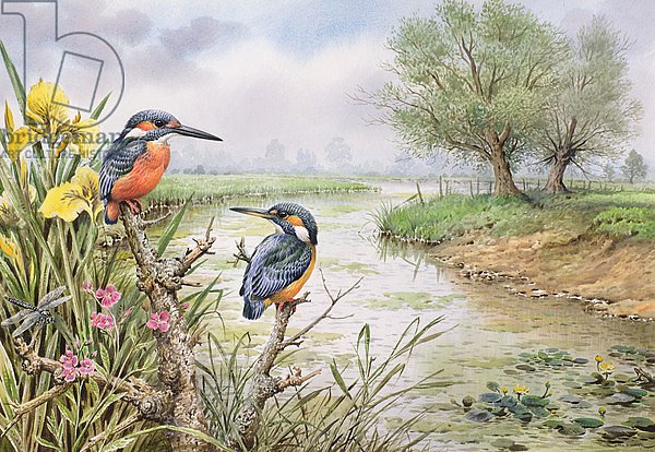 Kingfishers on the Riverbank