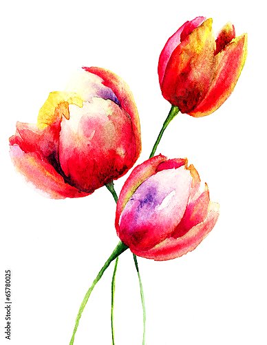 Постер Акварель. Красные тюльпаны