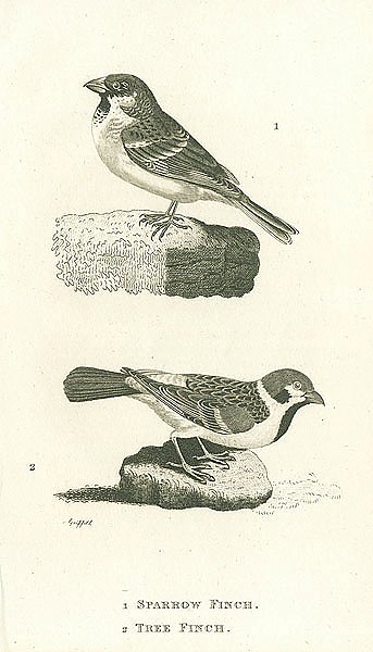 Sparrow Finch, Tree Finch 1