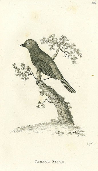 Parrot Finch 1