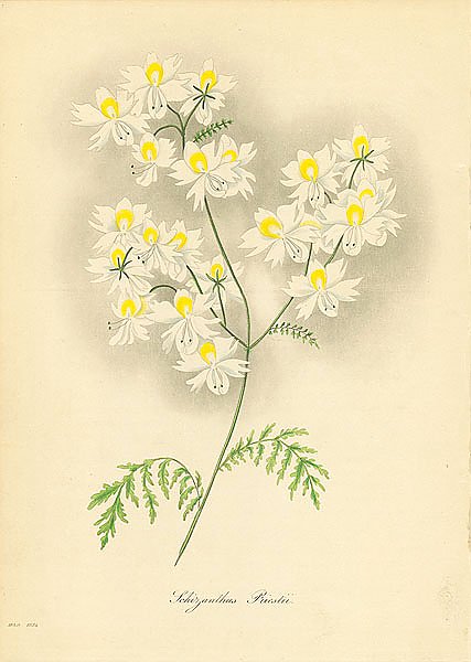 Schizanthus Priestii 1