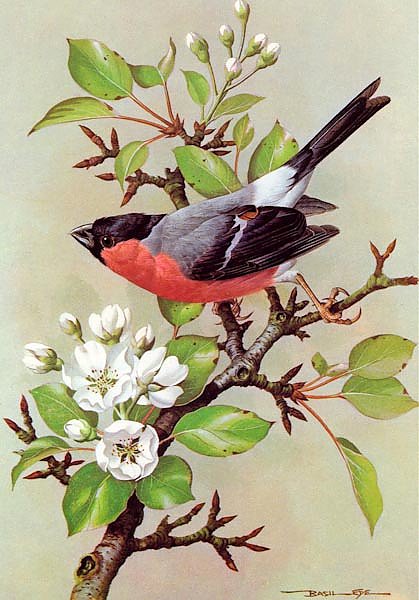 British Birds - Bullfinch