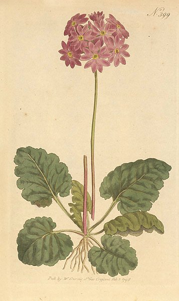 Primula Cortusoides. Cortusa-Leaved Primula