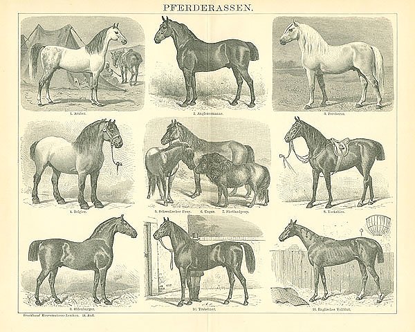 Породы лошадей 2 1