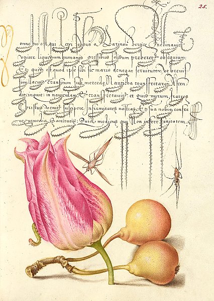 Imaginary Insect, Tulip, Spider, and Common Pear