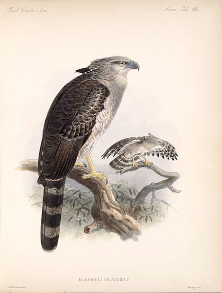 Птицы J. G. Keulemans №69