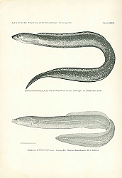 Постер Gymnothorax Ocellatus Nigromarginatus (Girard), Anguilla Chrysypa Rafinesque 1