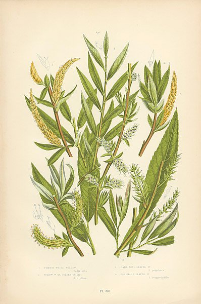 Постер Common White Willow, Yellow w. or Golden Osier, Dark Long Leaved w., Rosemary Leaved w.