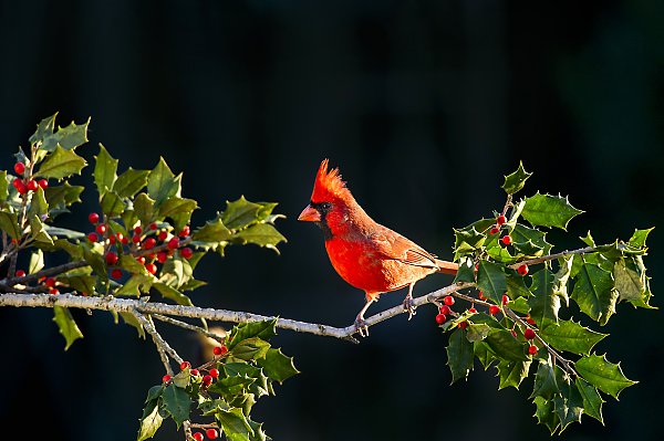 Красная птица на ветке я красными ягодами