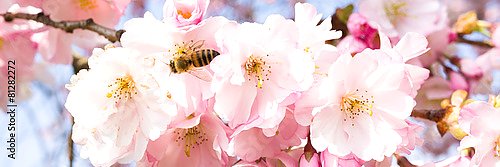 Панорама цветущей вишни с пчелой