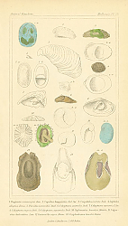 Постер Mollusca №2 1