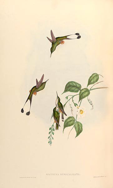 Spathura Rufocaligata