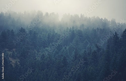 Туманные леса Колорадо