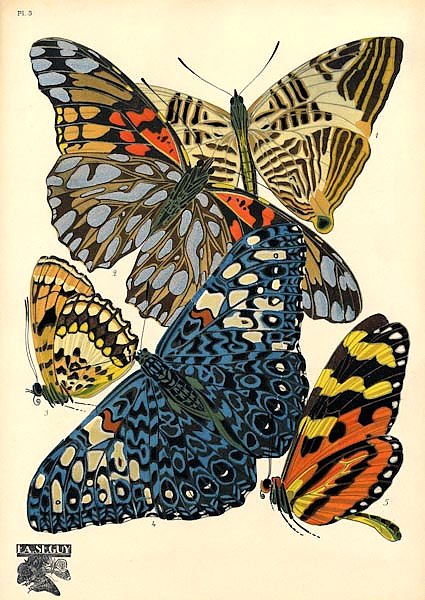 Papillons by E. A. Seguy №14