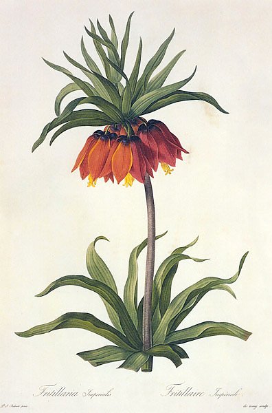 Fitillaria imperialis L