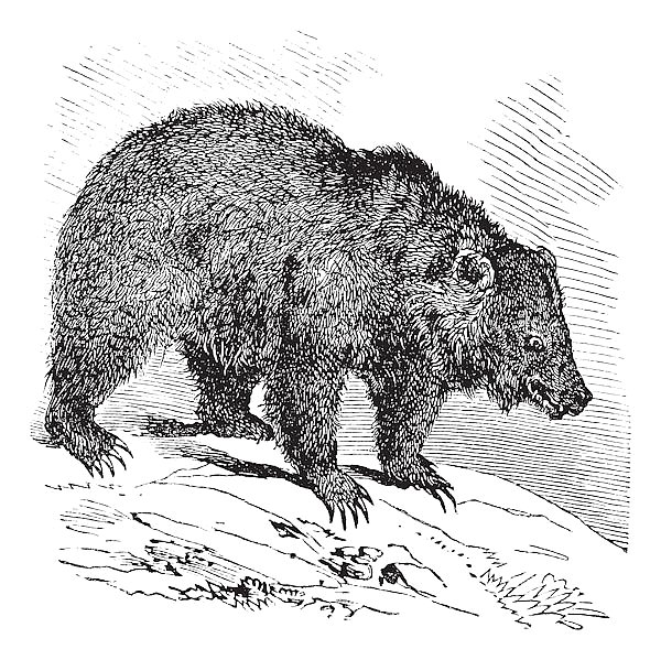 JACK Bear (Ursus horribilis), vintage engraving