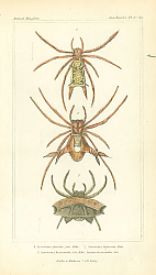 Постер Acrosoma furcata, Acrosoma bifurcata, Acrosoma hexacantha, Aranea hexacantha