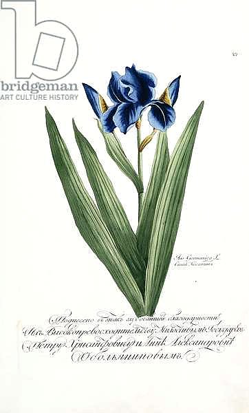 Iris Germanica, 1797-1803
