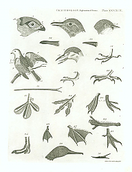 Постер Ornithology. Explanation of Terms